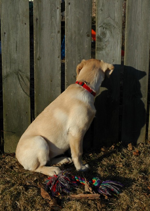 35Looking Through Fence.jpg